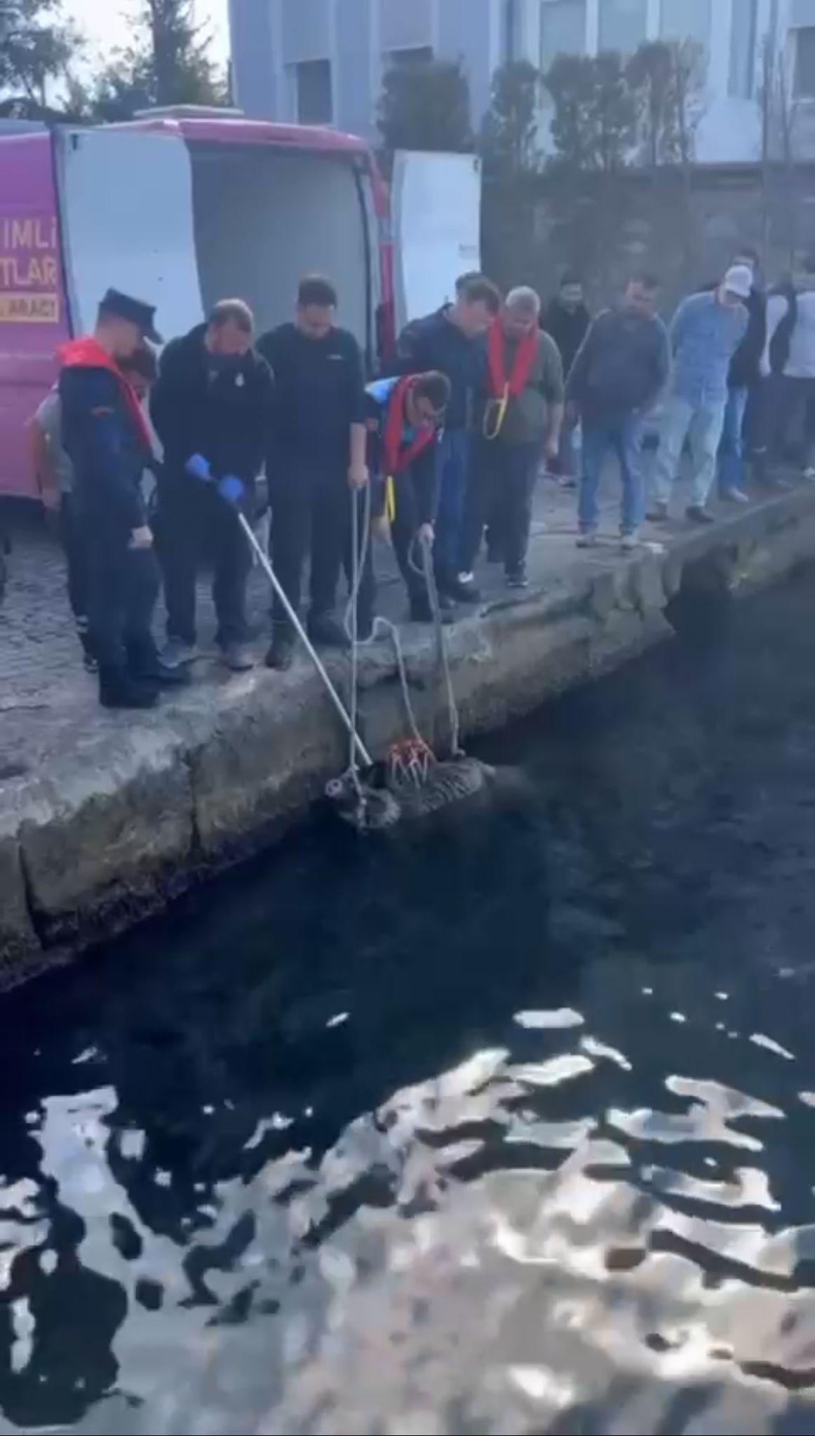 palamuta niyet neye kismet beykozda balikcilarin karsisina cikti gozlerine inanamadi 1 gMs5nAah