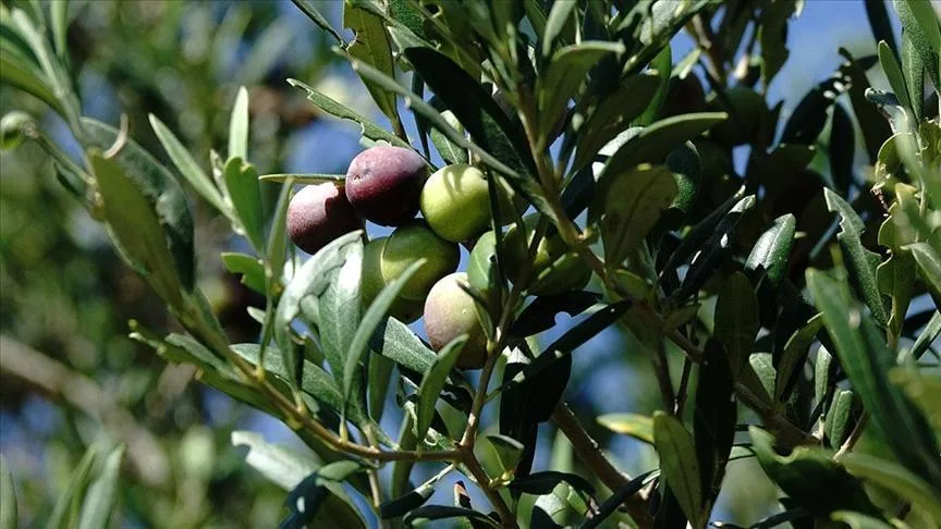 turkiyede 750 bin ton sofralik zeytin rekoltesi bekleniyor 8u8v6ESb jpg