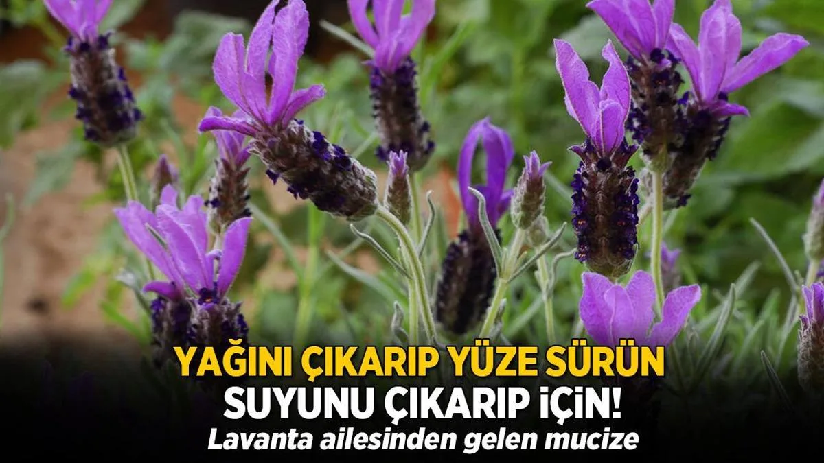 yagini cikarip yuze surun demleyip suyunu icin lavantaya benziyor tesiri mucize uzere VKKFnRe6 jpg