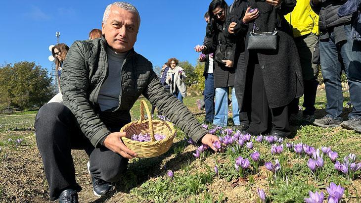 dunyanin en kiymetli baharatinda hasat basladi m4uDSqrV