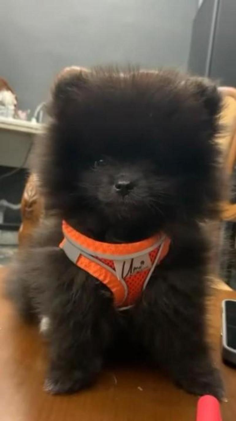 İki kızın severken vefatına neden olduğu sav edilen köpekle ilgili yeni gelişme 2 iki kizin severken vefatina neden oldugu sav edilen kopekle ilgili yeni gelisme 0 3uF7fgMW