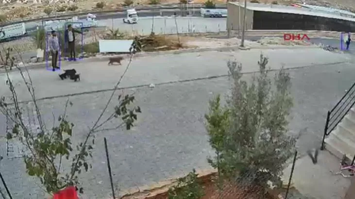 Yavru köpeği parke taşıyla öldürdü! O kuşkulu gözaltında 1 yavru kopegi parke tasiyla oldurdu o kuskulu gozaltinda TBSvHMeB jpg