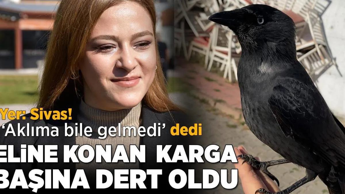 yer sivas kargayi sevdi basi kedere girdi goruntuyu cektigim gun gordugum son gundu aji5TMa4