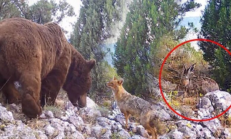 her biri tek tek kameraya takildi ayi yaban tavsani ve cakal f2A9rabU