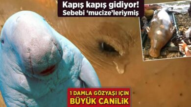 1 damla gozyasi icin buyuk canilik kapis kapis gidiyor sebebi mucizeleriymis wXlIY5mr