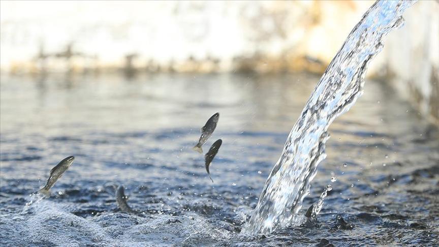 Alabalık yavrusu üretiminde Erzincan gaye büyüttü