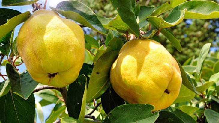 Ayvayı hep yanlış yemişiz! Tahta kaşık, tuz ve limonla boğazdan akıp gidiyor 7 ayvayi hep yanlis yemisiz tahta kasik tuz ve limonla bogazdan akip gidiyor 5 OAelV8XP