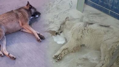 bodrumda fec olay zehirlendigi ileri surulen 4 kopek oldu A11ELJIU