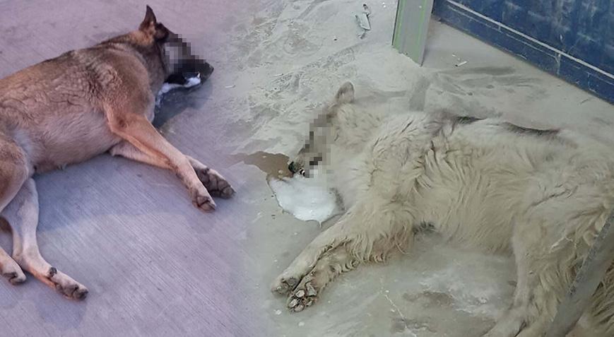 Bodrum’da fecî olay! Zehirlendiği ileri sürülen 4 köpek öldü