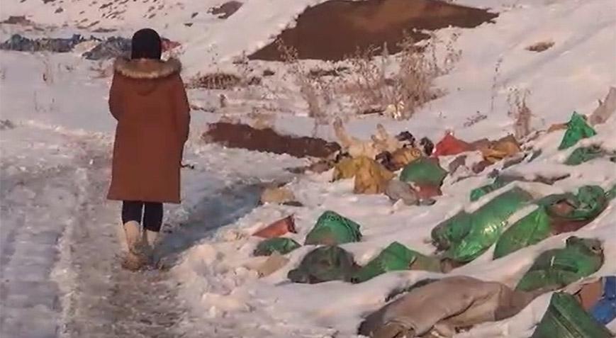 Hakkari’de ortalarında yavruların da bulunduğu 20 köpek meyyit olarak bulundu