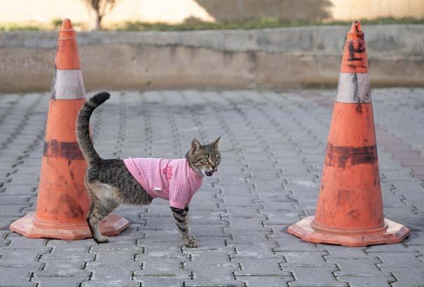 Herkes üç bacaklı 'Tripod'u konuşuyor! 'Bu haliyle köpekleri dövüyor' 6 herkes uc bacakli tripodu konusuyor bu haliyle kopekleri dovuyor 4 irzrgXYQ