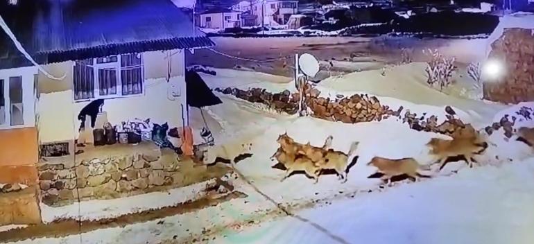 Köye inen kurt sürüsüne karşı tek başına! İnanılmaz manzara kaydedildi 2 koye inen kurt surusune karsi tek basina inanilmaz manzara kaydedildi 0