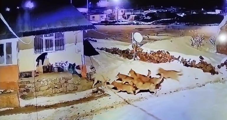 Köye inen kurt sürüsüne karşı tek başına! İnanılmaz manzara kaydedildi 3 koye inen kurt surusune karsi tek basina inanilmaz manzara kaydedildi 1