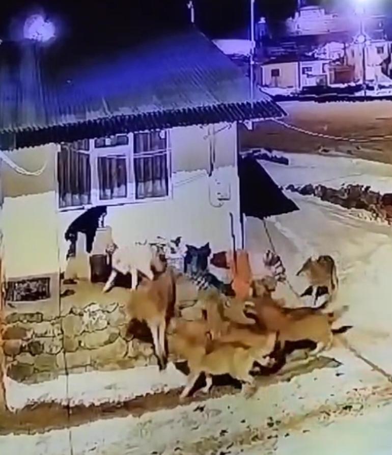 Köye inen kurt sürüsüne karşı tek başına! İnanılmaz manzara kaydedildi 5 koye inen kurt surusune karsi tek basina inanilmaz manzara kaydedildi 3 ViCPl1Hl