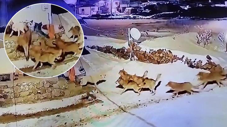 Köye inen kurt sürüsüne karşı tek başına! İnanılmaz manzara kaydedildi 1 koye inen kurt surusune karsi tek basina inanilmaz manzara kaydedildi Jy9K3bAq