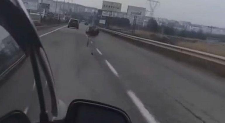 Çiftlikten kaçan deve kuşu kara yoluna girdi, ortaya enteresan imgeler çıktı 2 ciftlikten kacan deve kusu kara yoluna girdi ortaya enteresan imgeler cikti 0 F16CgnH4