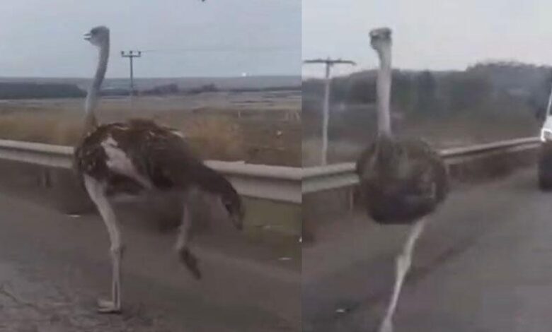 Çiftlikten kaçan deve kuşu kara yoluna girdi, ortaya enteresan imgeler çıktı 1 ciftlikten kacan deve kusu kara yoluna girdi ortaya enteresan imgeler cikti KgzmYtq8