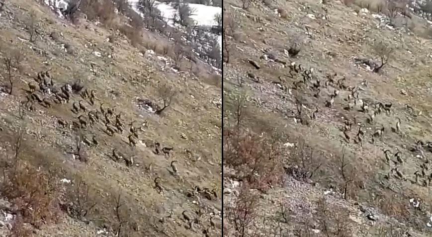 Jenerasyonu tükenme tehlikesi ile karşı karşıya! Elazığ’da sürü halinde görüldüler
