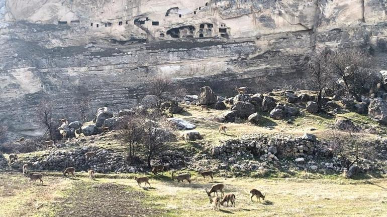 kusagi mudafaa altinda olan dag kecileri kent merkezinde goruldu 1 SbjnbRre