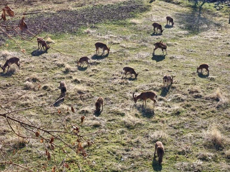 kusagi mudafaa altinda olan dag kecileri kent merkezinde goruldu 2 stnfFITt