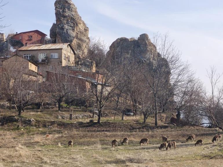 kusagi mudafaa altinda olan dag kecileri kent merkezinde goruldu 3