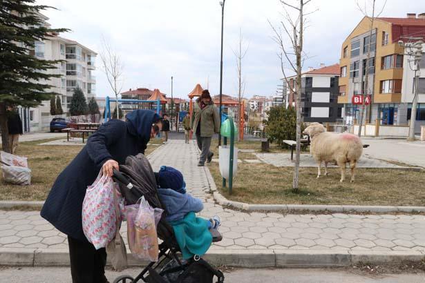 kuzuyken aldi 4 yildir pamukla geziyor kesmeye kalktim 3 gun boyunca agladi 4