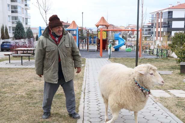 kuzuyken aldi 4 yildir pamukla geziyor kesmeye kalktim 3 gun boyunca agladi 7 25SgpBQz