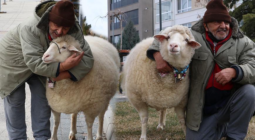Kuzuyken aldı, 4 yıldır ‘Pamuk’la geziyor! ‘Kesmeye kalktım, 3 gün boyunca ağladı’