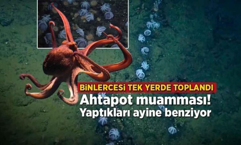 Binlercesi tek yerde toplandı! Ahtapot muamması: Yaptıkları ayine benziyor 1 binlercesi tek yerde toplandi ahtapot muammasi yaptiklari ayine benziyor m5ZZ7wME
