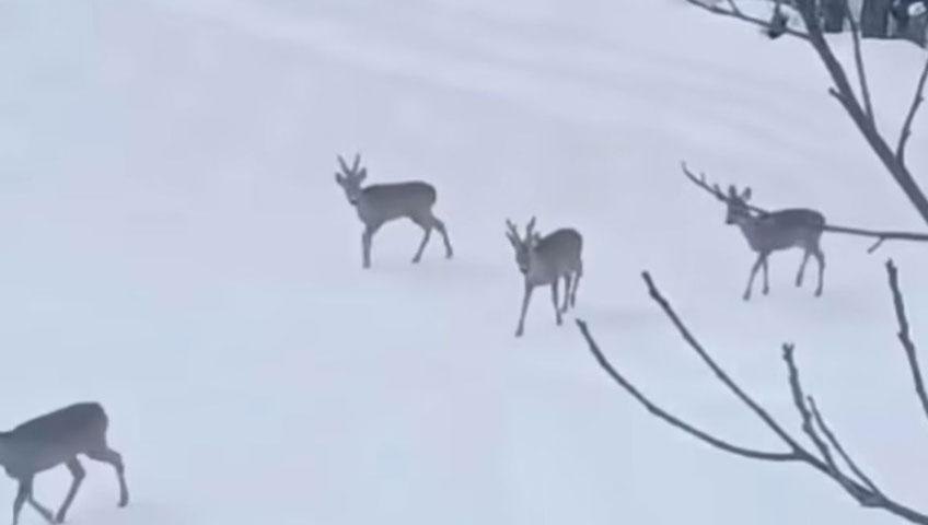 Kar üstünde harika manzara! Görür görmez telefona sarıldı