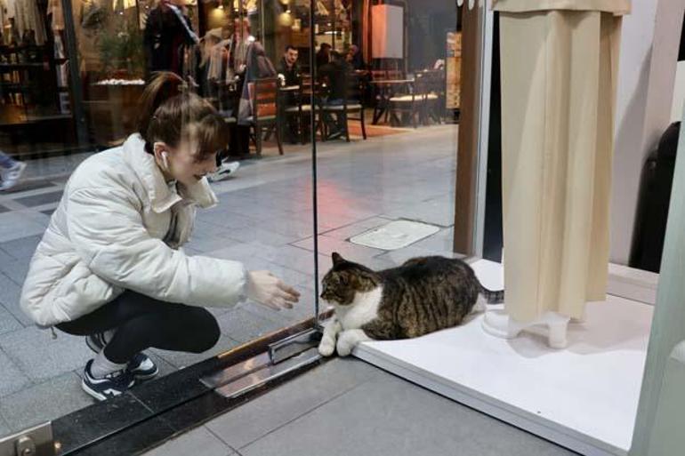 obez kedi dombili kentin maskotu oldu vatandaslar uyarildi yemek vermeyin 4 1JglK1cO