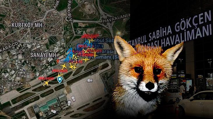 Sabiha Gökçen Havalimanı apronunda tilki alarmı! Kalkış trafiği bir müddet durdu 1 sabiha gokcen havalimani apronunda tilki alarmi kalkis trafigi bir muddet durdu JPq4YHjb