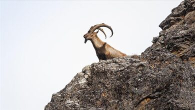 tarim ve orman bakanligi yaban hayatini koruma calismalarina dair datalari paylasti fEvTVcaj