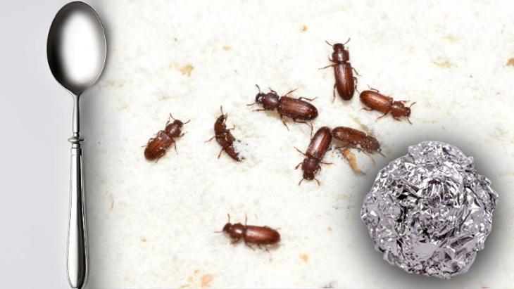 Unu böcekten korumak çok kolay! Yuvarlayıp içine atın, asırlık formülmüş 2 unu bocekten korumak cok kolay yuvarlayip icine atin asirlik formulmus 0 BeAZC8y2