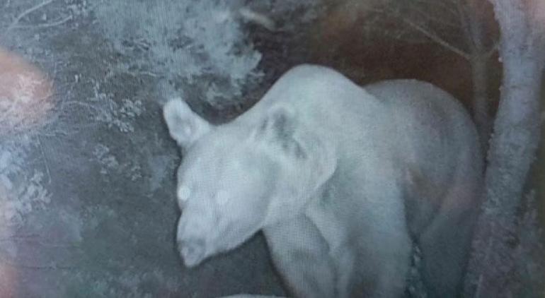 Arıcıların kabusu oldular! Fotokapan suçüstü yakaladı 2 aricilarin kabusu oldular fotokapan sucustu yakaladi 0 m9nyvbev