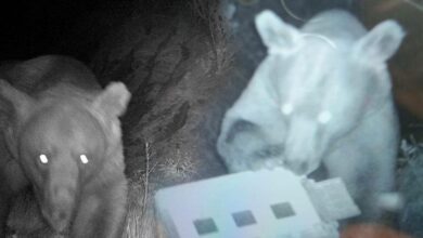 aricilarin kabusu oldular fotokapan sucustu yakaladi R77NHElm