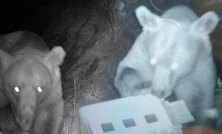 Arıcıların kabusu oldular! Fotokapan suçüstü yakaladı 1 aricilarin kabusu oldular fotokapan sucustu yakaladi R77NHElm