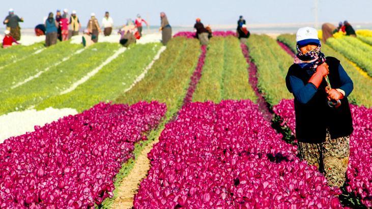 Çiftçi yaş ortalaması yükseldi! Gençler tarımdan kaçıyor, çiftçiler yaşlanıyor; besin arz güvenliği tehlikede 1 ciftci yas ortalamasi yukseldi gencler tarimdan kaciyor ciftciler yaslaniyor besin arz guvenligi tehlikede