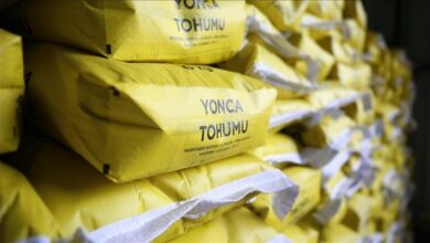ciftcilere yuzde 70 hibeyle misir ve yonca tohumu dagitildi awOTGFPA