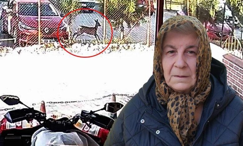 İlçenin tüm kameraları on kaydetti! Gören şaşkına döndü 1 ilcenin tum kameralari on kaydetti goren saskina dondu XcssMAgx