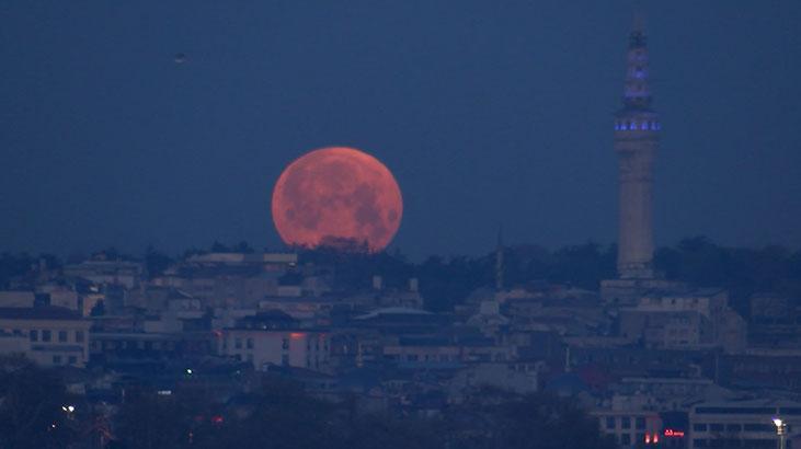 İstanbul'da baharın habercisi: Pembe Ay 2 istanbulda baharin habercisi pembe ay 0
