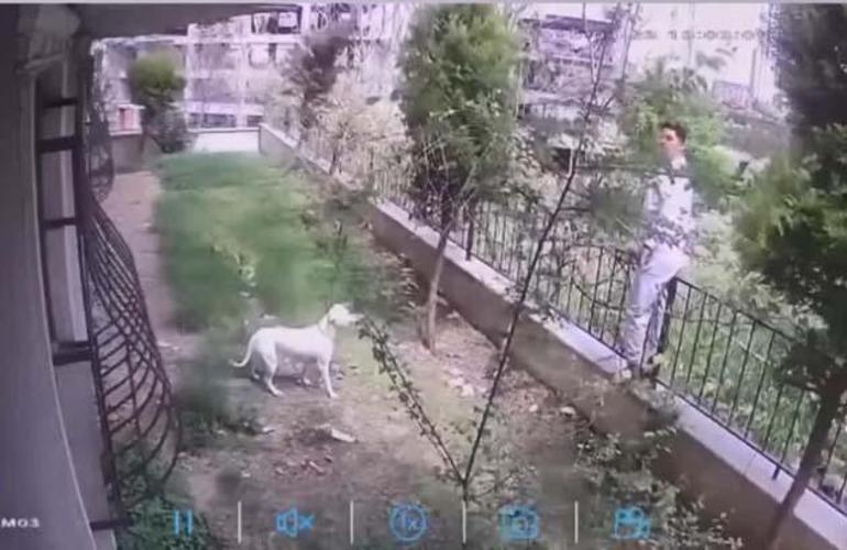 İstanbul'da sarsıntı anı: Köpek ve muhabbet kuşunun reaksiyonu kamerada 7 istanbulda sarsinti ani kopek ve muhabbet kusunun reaksiyonu kamerada 5 KNzlBpiK