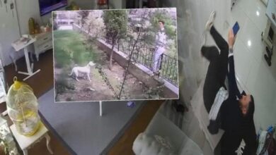 istanbulda sarsinti ani kopek ve muhabbet kusunun reaksiyonu kamerada g4ymCUcW
