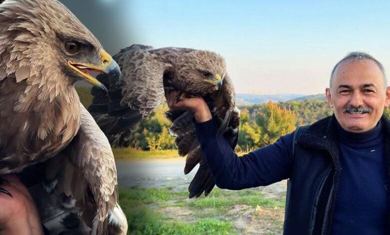 İstanbul'da şaşırtan keşif! Ot toplamaya giden vatandaş kartal buldu 1 istanbulda sasirtan kesif ot toplamaya giden vatandas kartal buldu UHvJChjd
