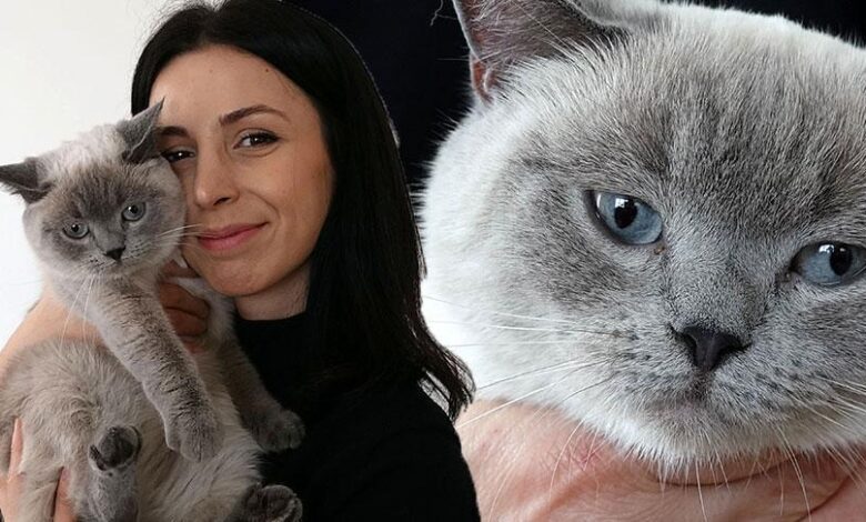 Kayıp kedi 'badem' sahibine kavuştu... Bulan kişi altınla ödüllendirildi 1 kayip kedi badem sahibine kavustu bulan kisi altinla odullendirildi LdHffYLV