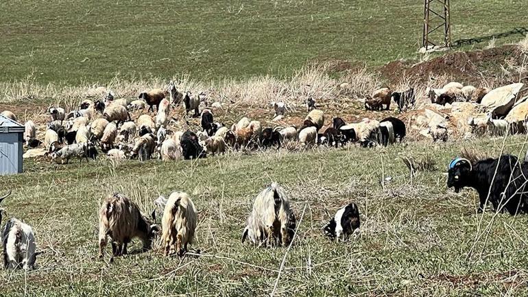 Kentte çoban krizi! '70 bin TL maaşa karşın bulamıyoruz' 2 kentte coban krizi 70 bin tl maasa karsin bulamiyoruz 0 RZZPCqEY