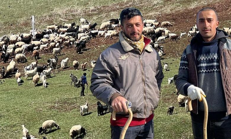 Kentte çoban krizi! '70 bin TL maaşa karşın bulamıyoruz' 1 kentte coban krizi 70 bin tl maasa karsin bulamiyoruz HwJcLO51