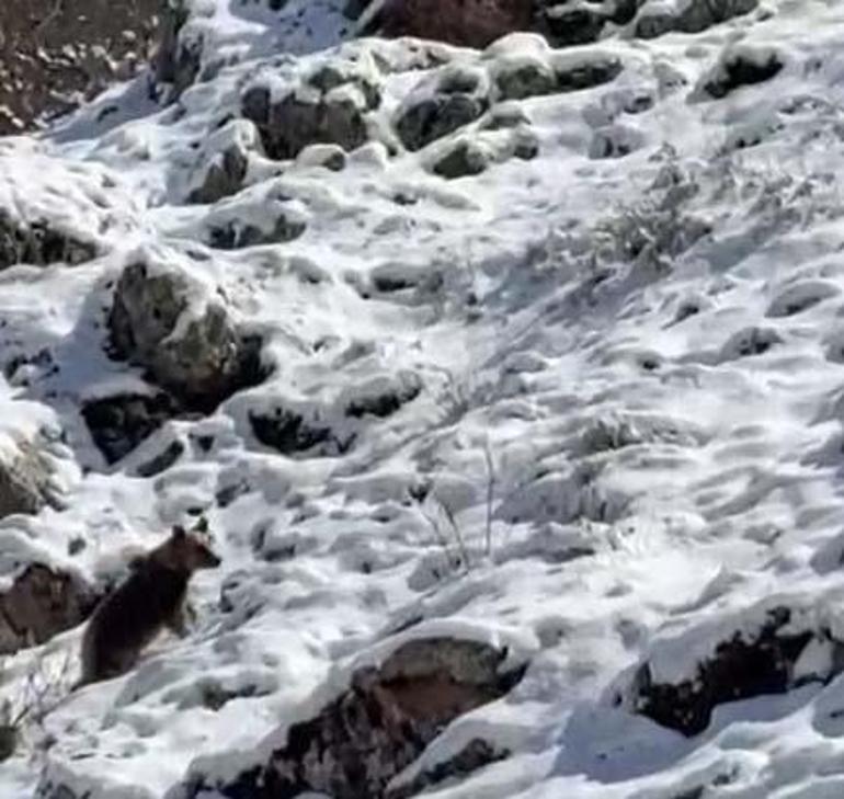 Köpek sesi çıkararak ayıdan kurtuldu: Televizyon ikiye bölünmüş 5 kopek sesi cikararak ayidan kurtuldu televizyon ikiye bolunmus 3 ngTj1OdZ
