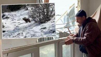 kopek sesi cikararak ayidan kurtuldu televizyon ikiye bolunmus Jy6EiOaj