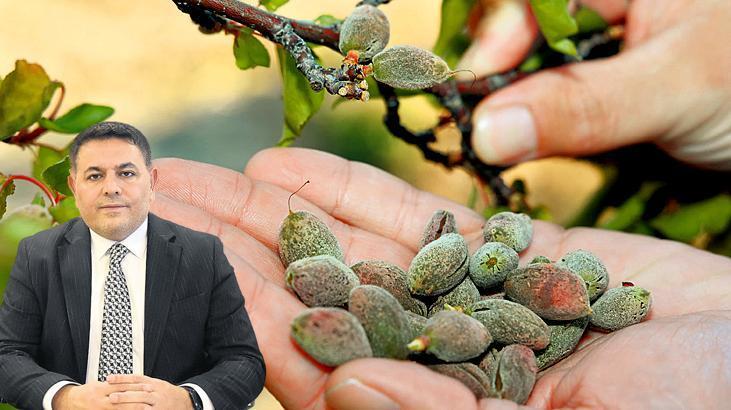 Malatya kayısısında 200 milyarlık don ziyanı 1 malatya kayisisinda 200 milyarlik don ziyani HW4OfLHO